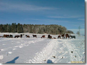 artgerechte Gruppenhaltung von Pferden im Sommer und im Winter