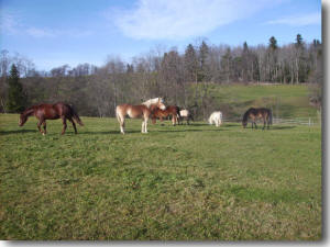 Jährlinge, Fohlen und Ponies in einer Herde